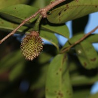 Annona muricata L.